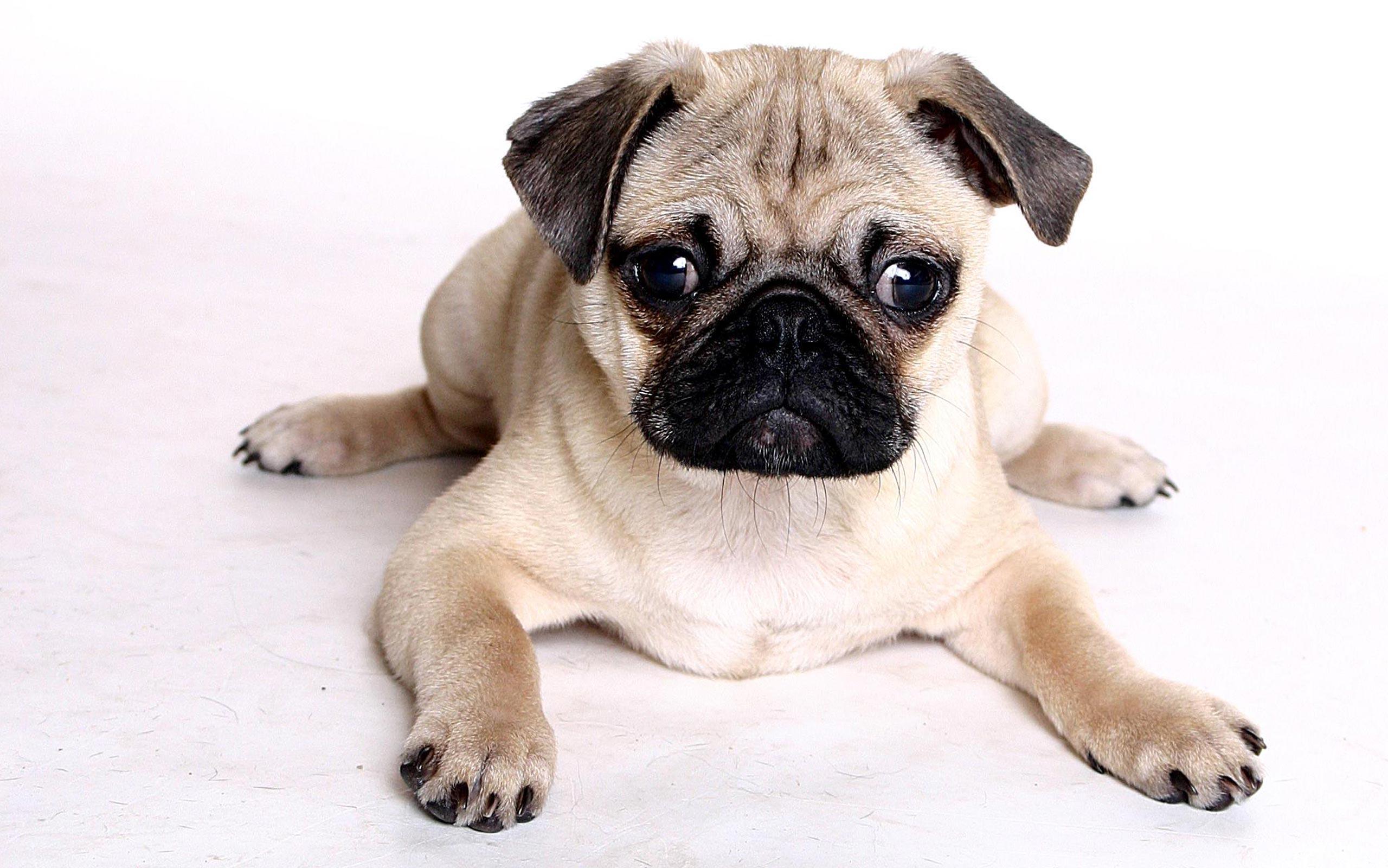 Cute Pug Wallpapers Wallpapers