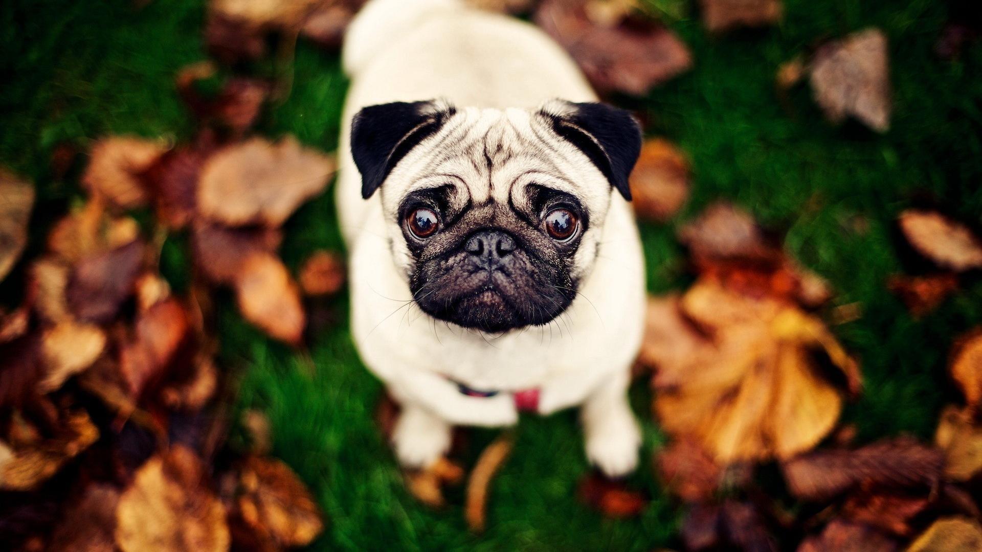 Cute Pug Wallpapers Wallpapers