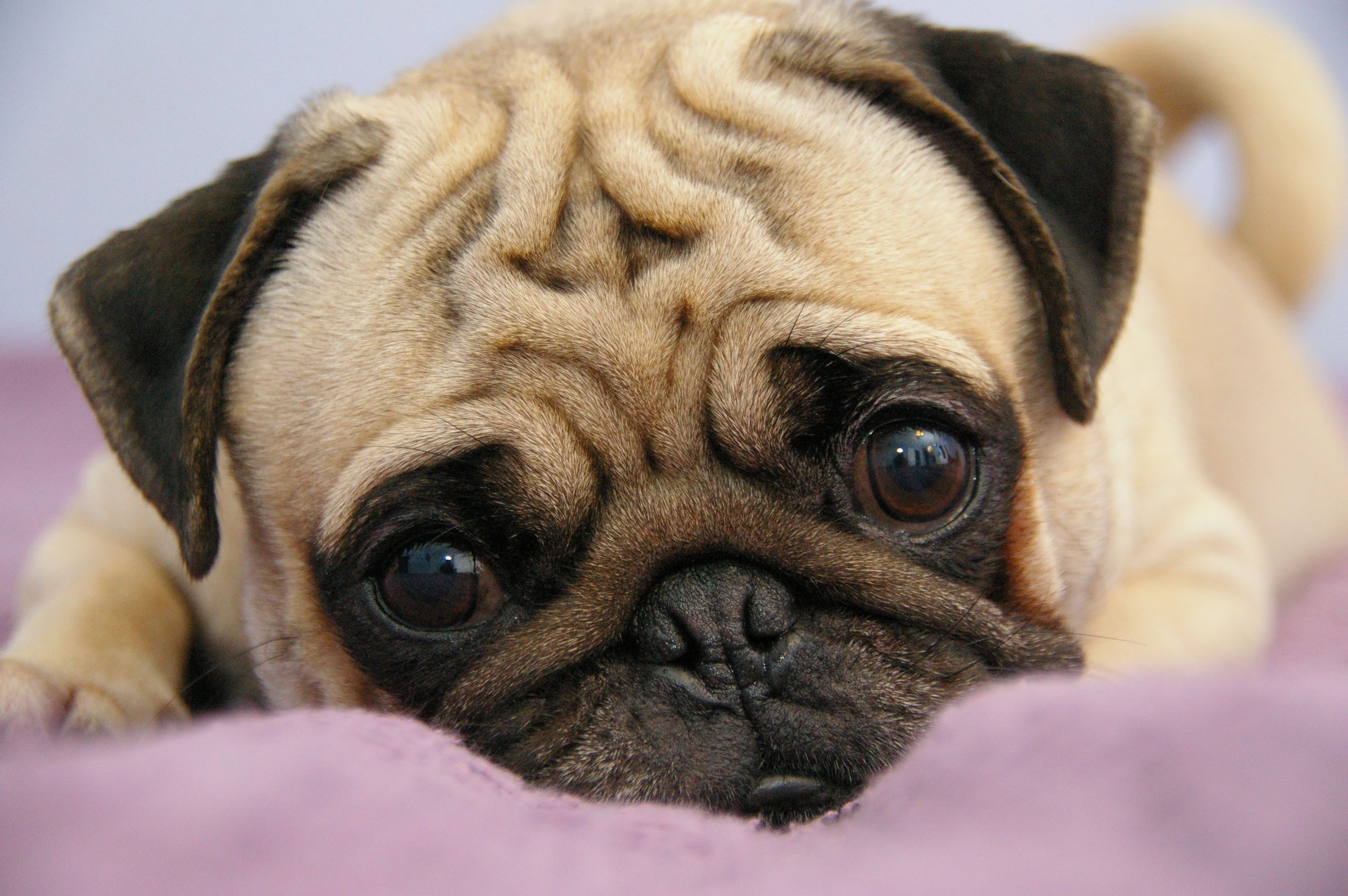 Cute Pug Wallpapers Wallpapers