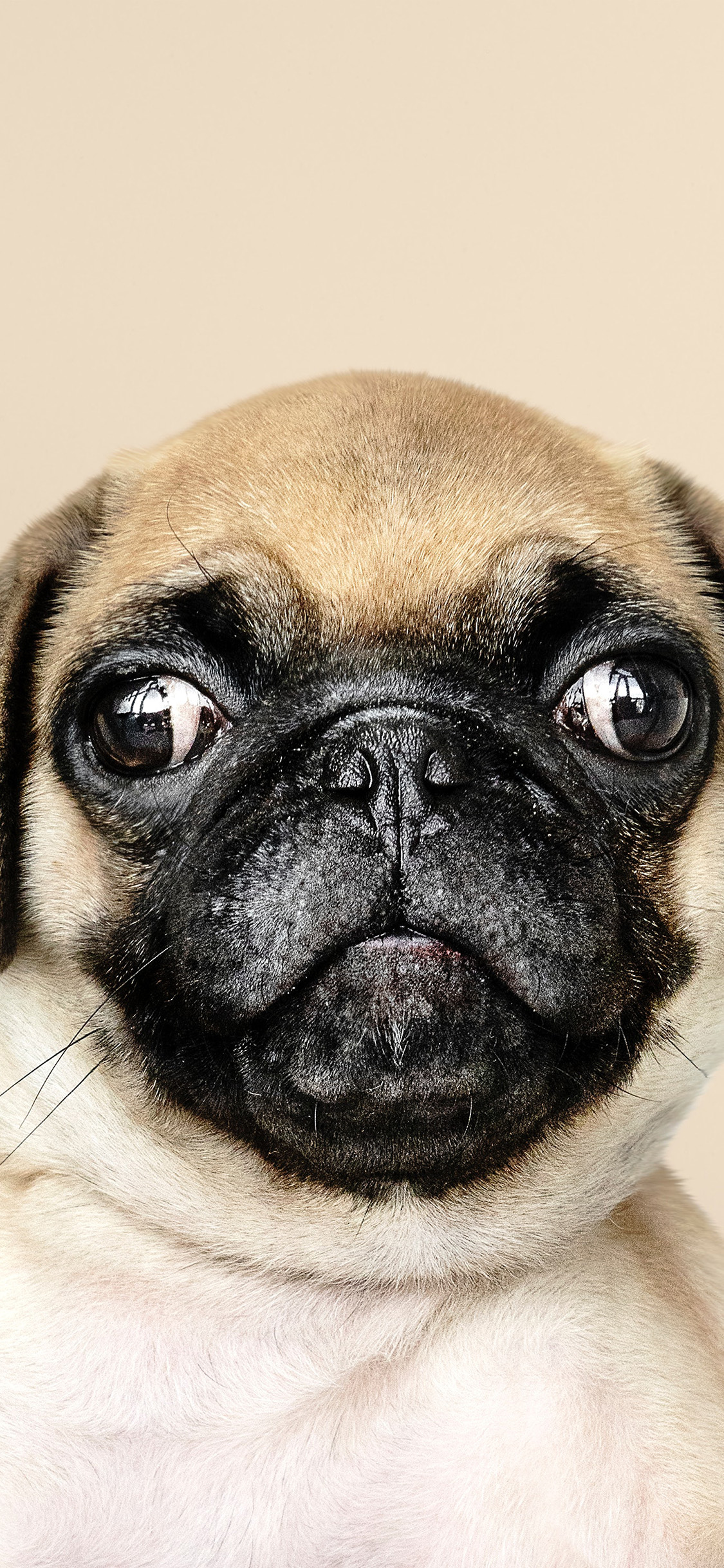 Cute Pug Wallpapers Wallpapers