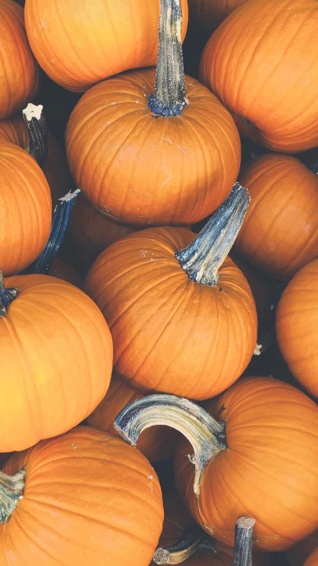 Cute Pumpkin Desktop Wallpapers