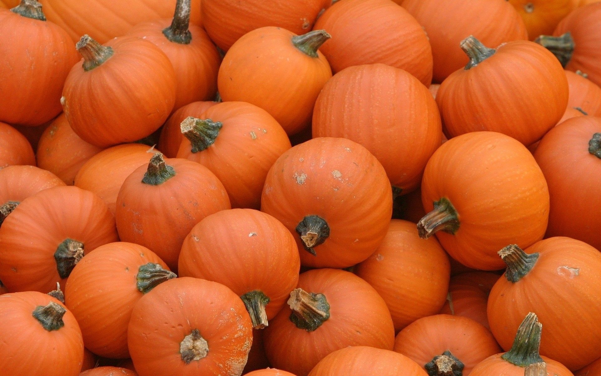 Cute Pumpkin Desktop Wallpapers