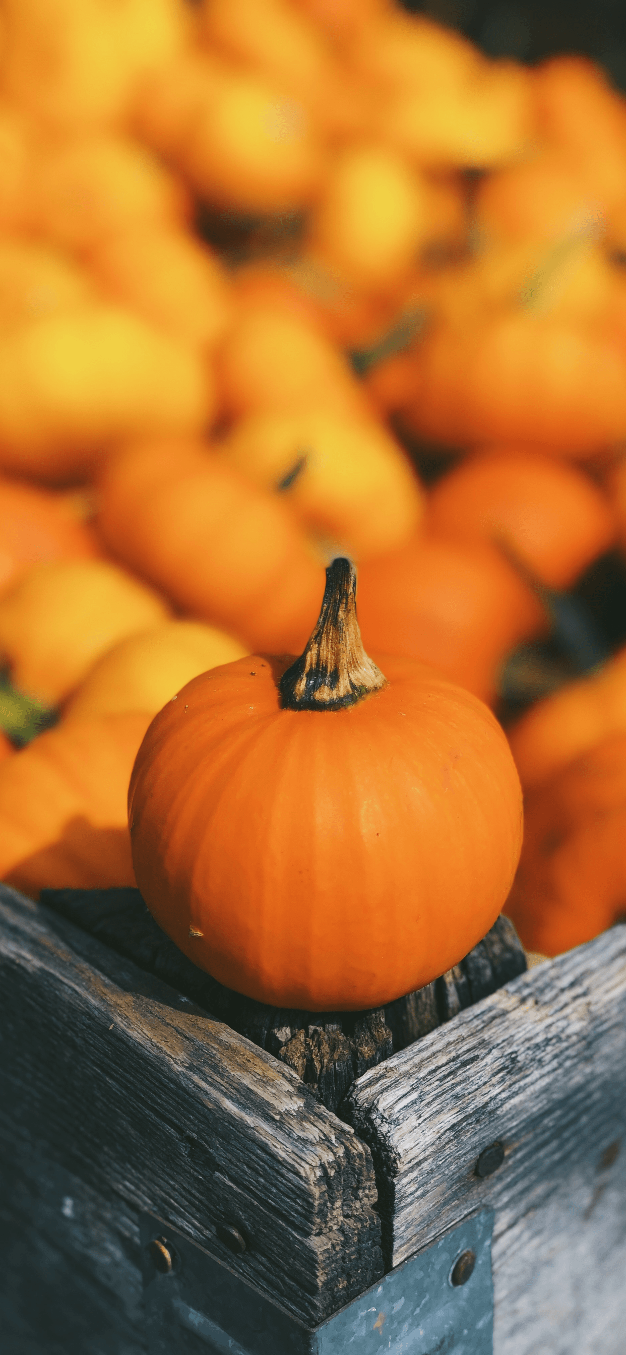 Cute Pumpkin Wallpapers