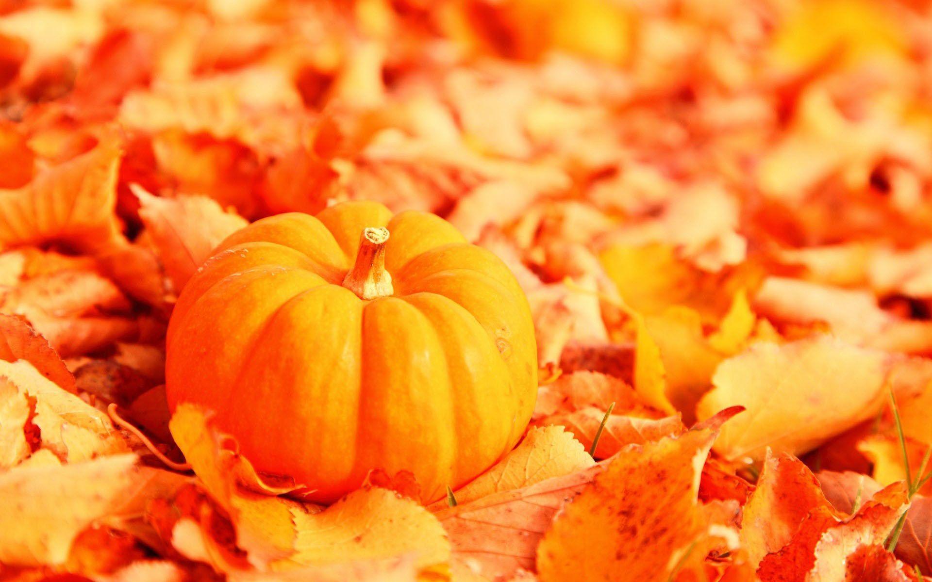 Cute Pumpkin Wallpapers Wallpapers