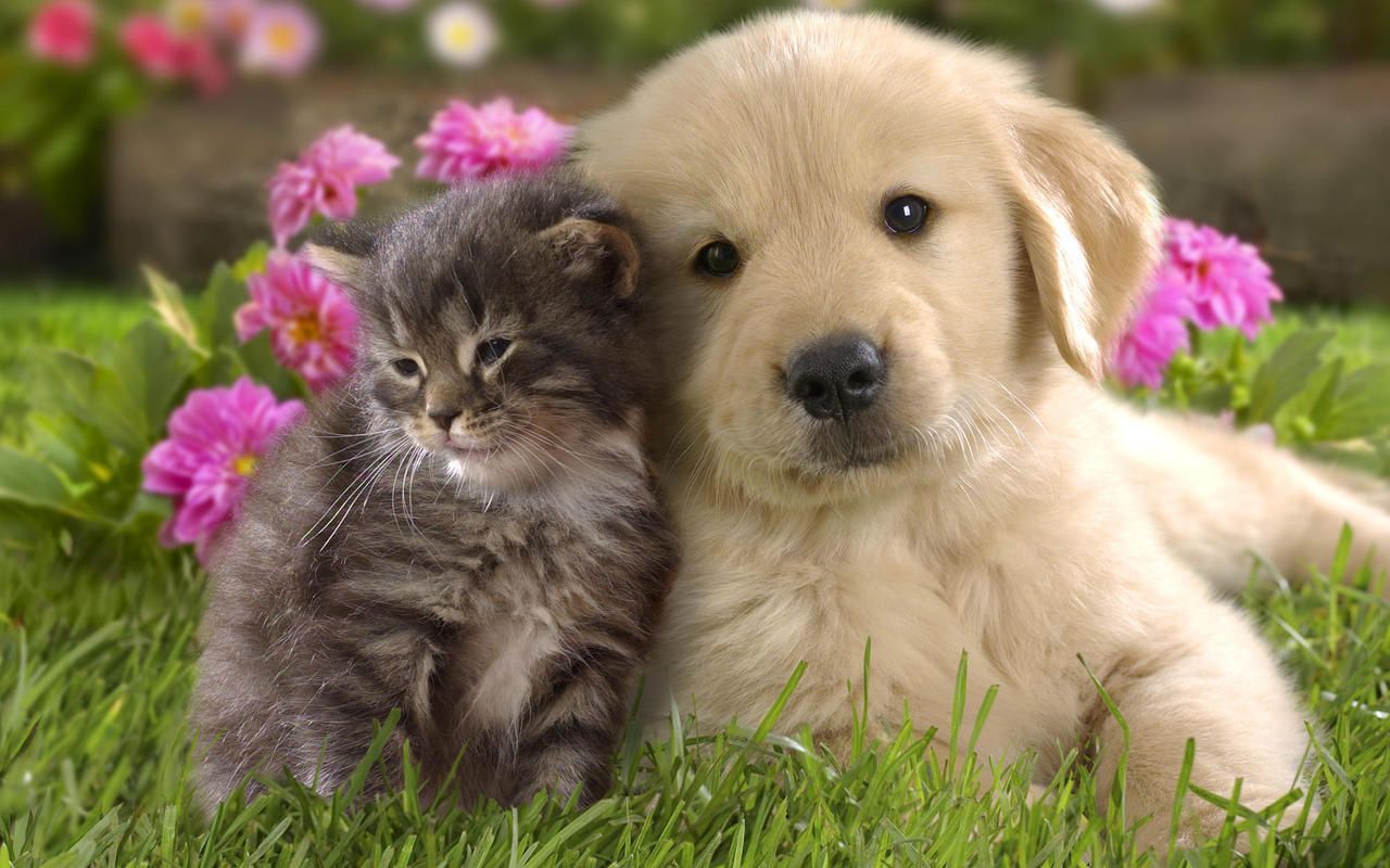 Cute Puppies And Kittens Wallpapers Wallpapers