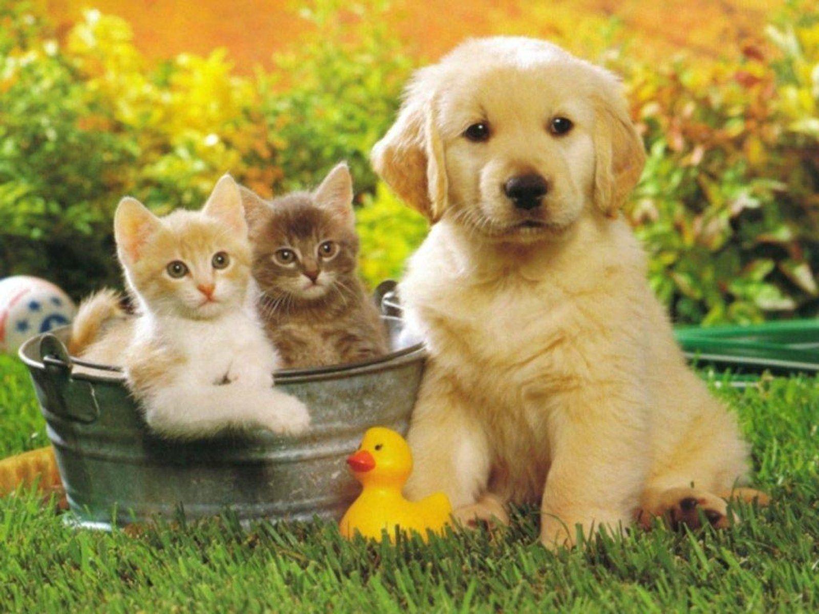Cute Puppies And Kittens Wallpapers Wallpapers