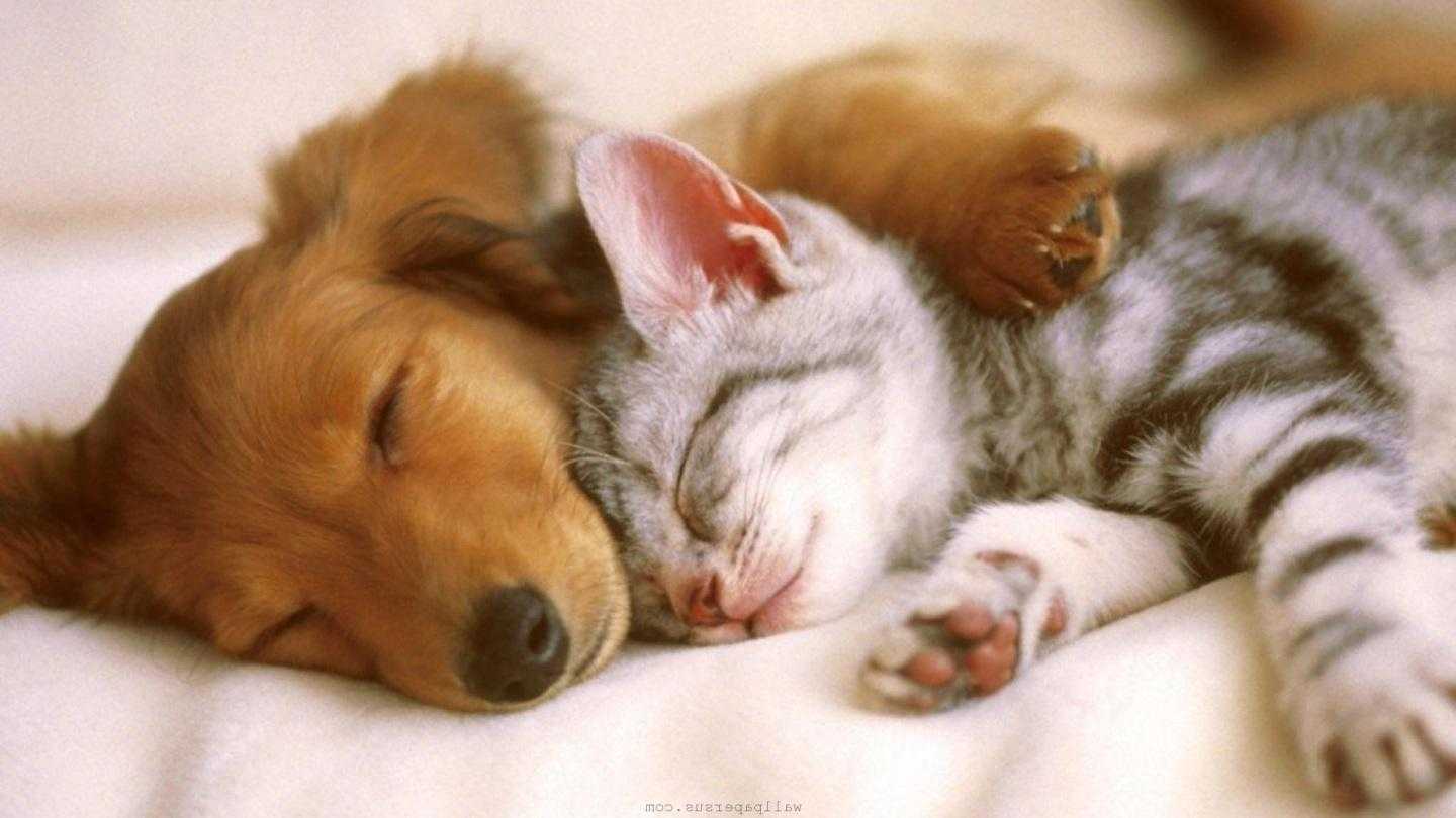 Cute Puppies And Kittens Wallpapers Wallpapers