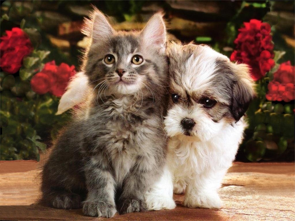 Cute Puppies And Kittens Wallpapers Wallpapers