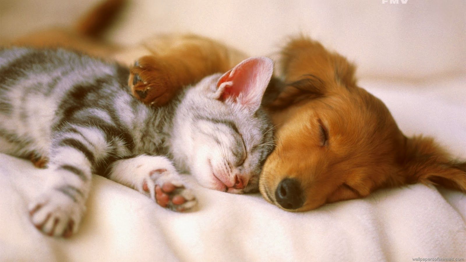 Cute Puppies And Kittens Wallpapers Wallpapers