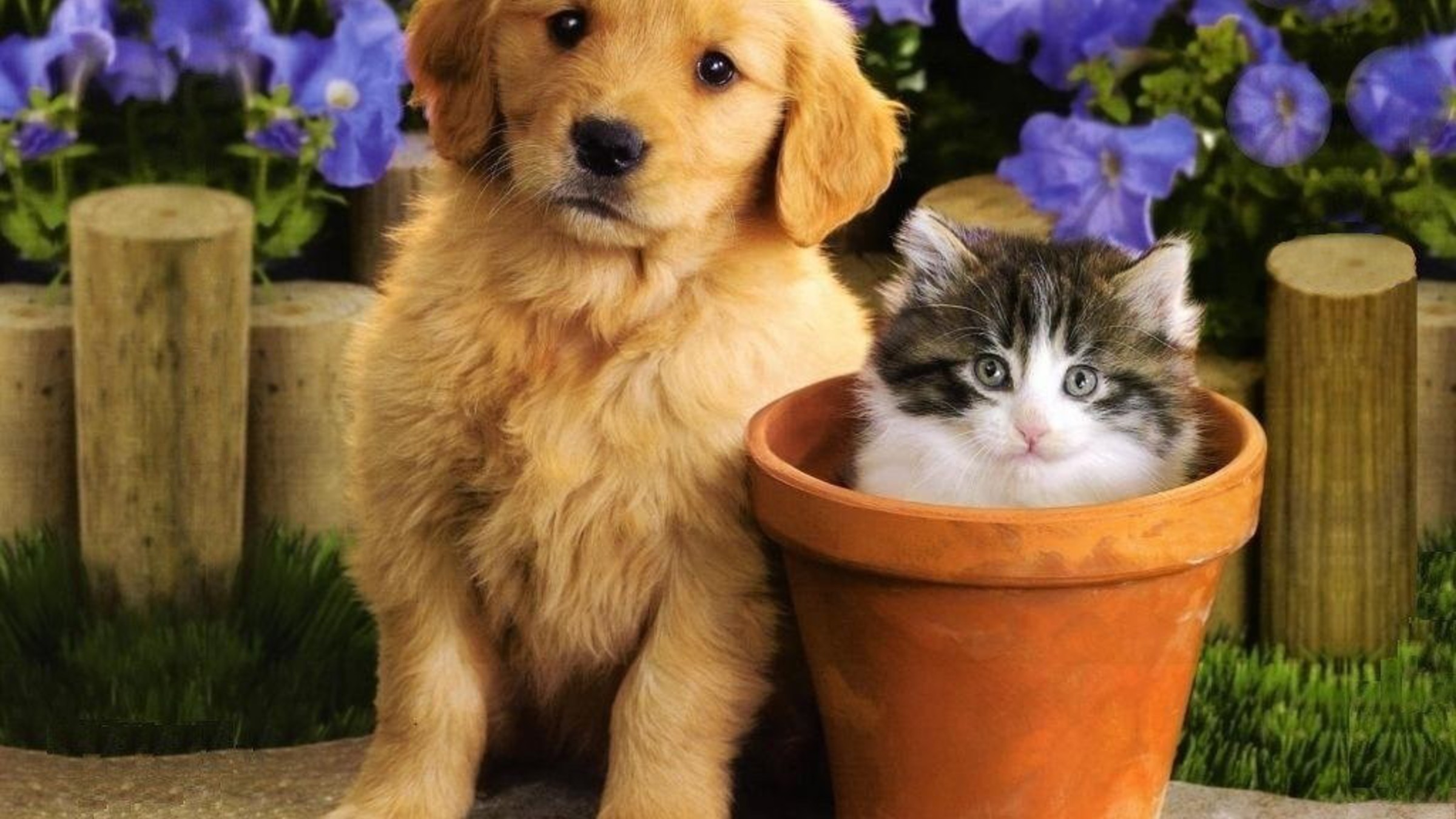 Cute Puppies And Kittens Wallpapers Wallpapers