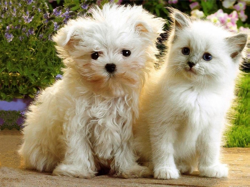 Cute Puppies And Kittens Wallpapers Wallpapers