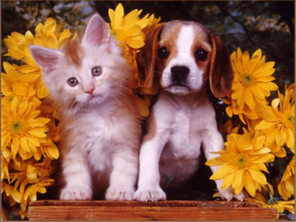 Cute Puppies And Kittens Wallpapers Wallpapers