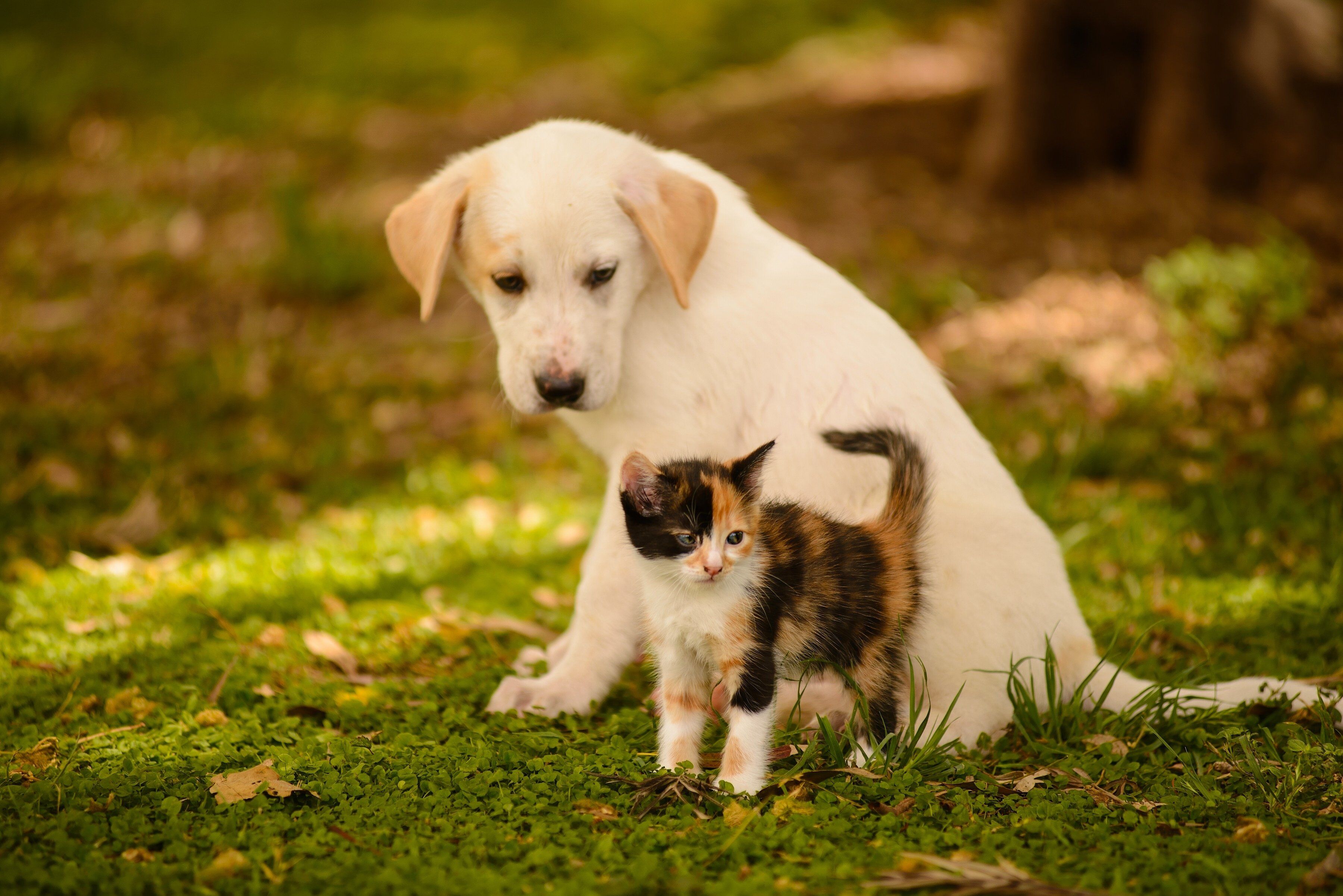 Cute Puppies And Kittens Wallpapers Wallpapers