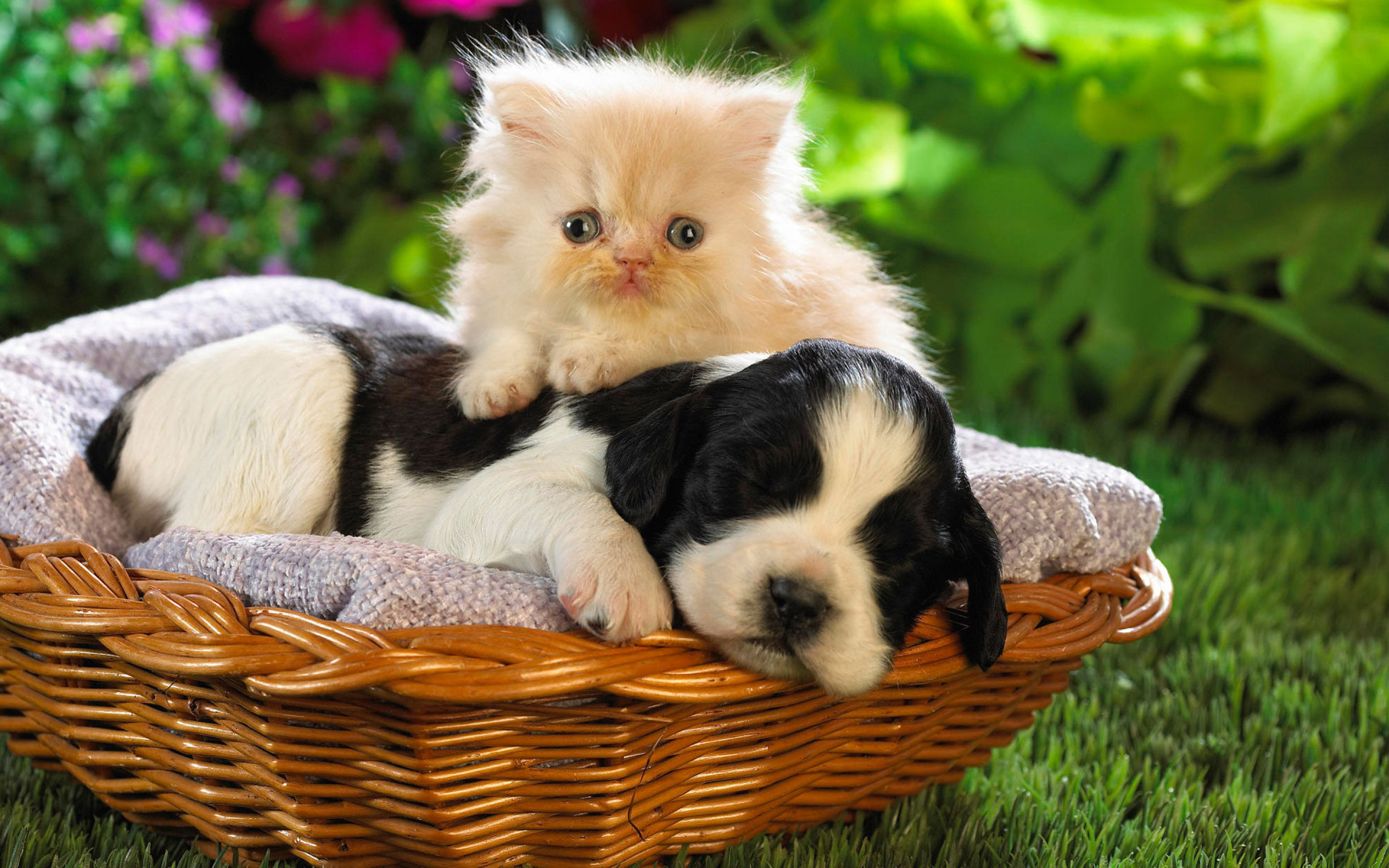 Cute Puppies And Kittens Wallpapers Wallpapers