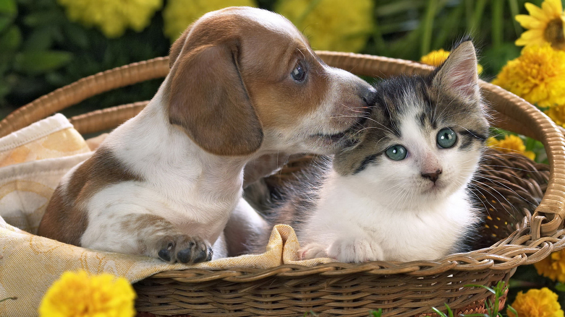 Cute Puppies And Kittens Wallpapers Wallpapers