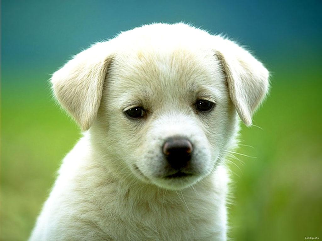 Cute Puppies And Kittens Wallpapers Wallpapers