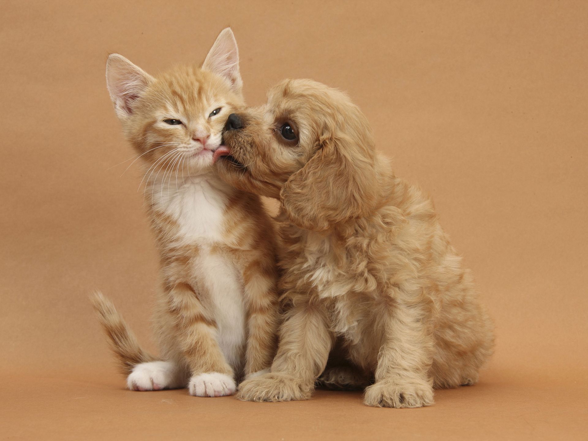 Cute Puppies And Kittens Wallpapers Wallpapers