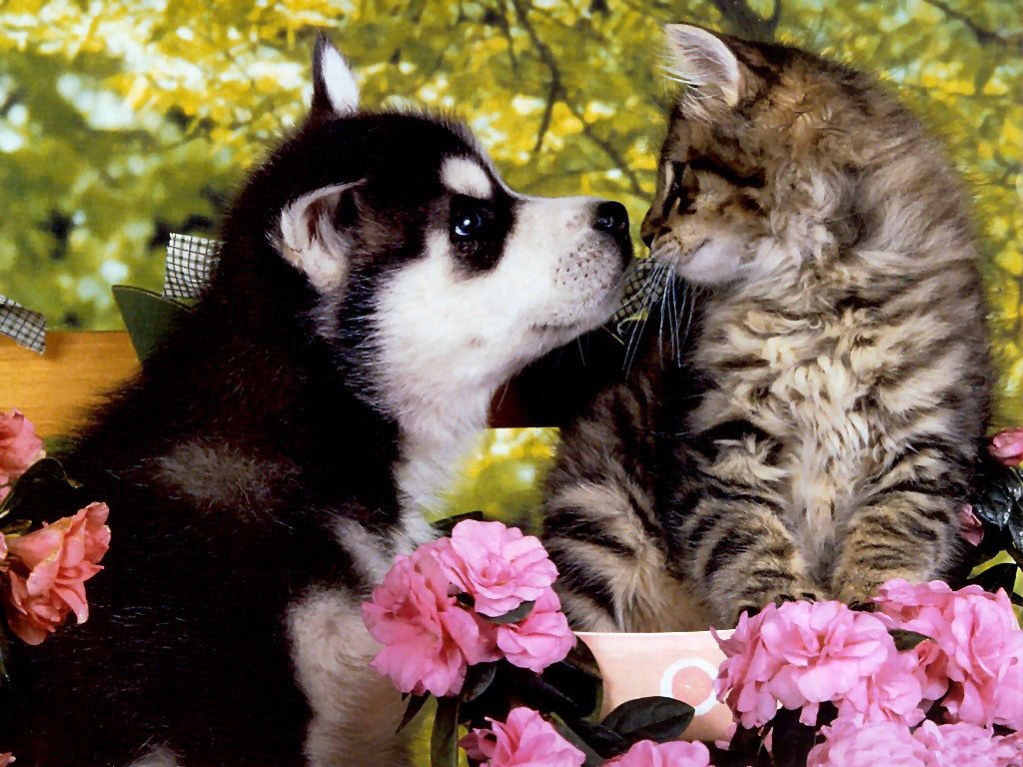 Cute Puppies And Kittens Wallpapers Wallpapers