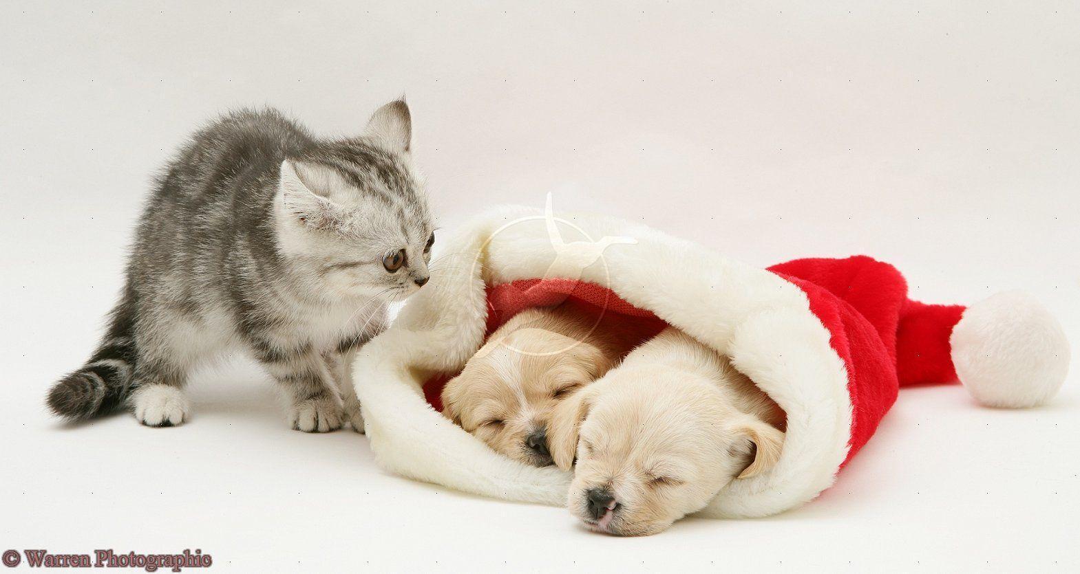 Cute Puppies And Kittens Wallpapers Wallpapers