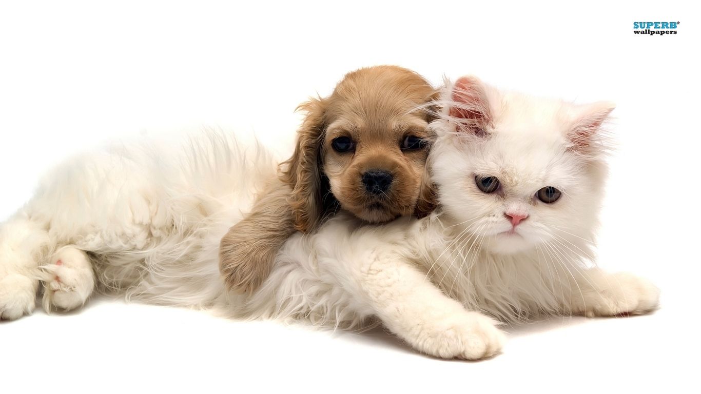 Cute Puppies And Kittens Wallpapers Wallpapers