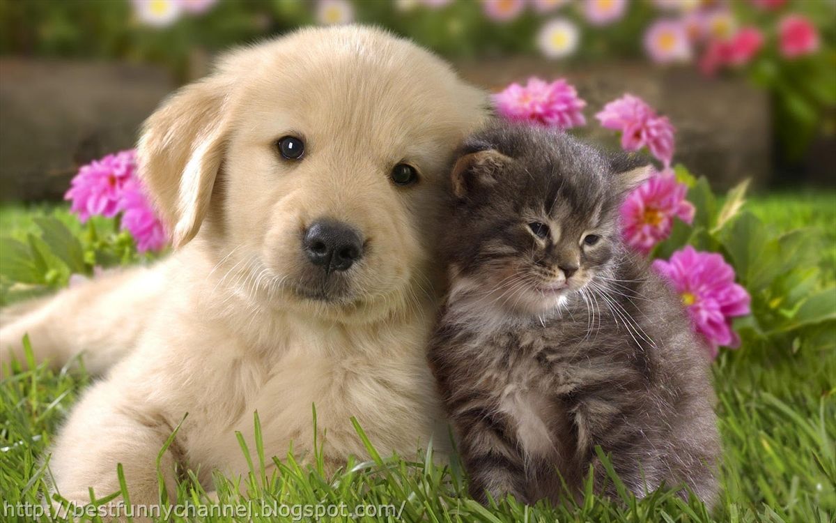 Cute Puppies And Kittens Wallpapers Wallpapers