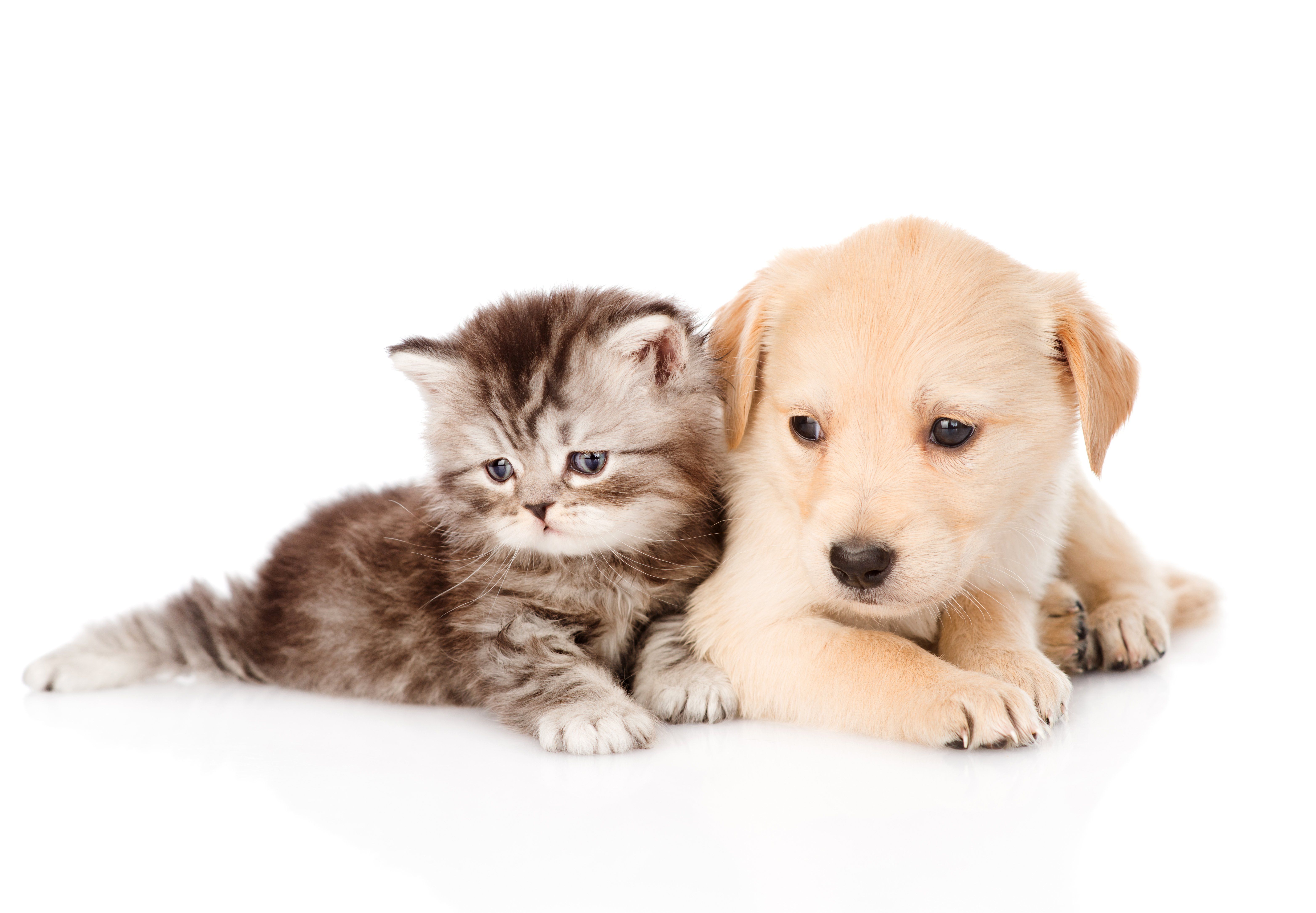 Cute Puppies And Kittens Wallpapers Wallpapers