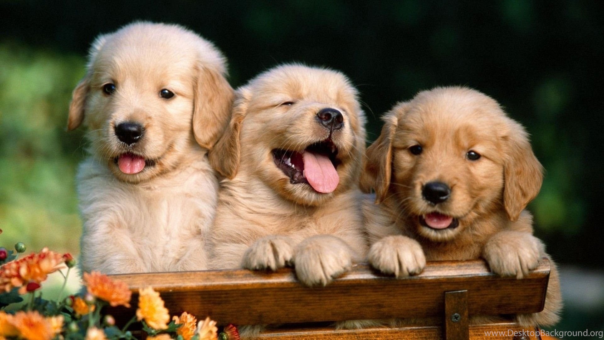 Cute Puppies And Kittens Wallpapers Wallpapers