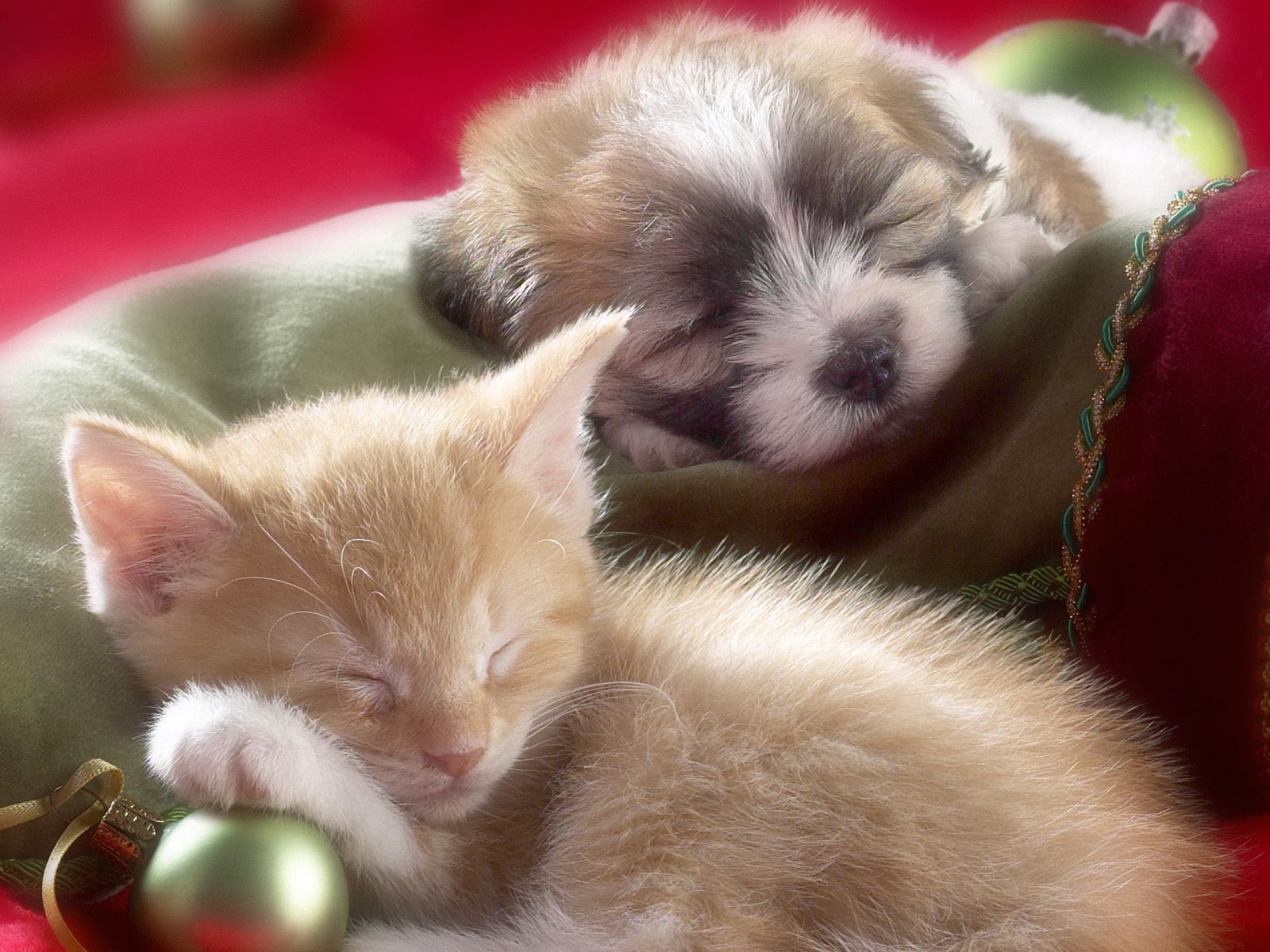 Cute Puppies And Kittens Wallpapers Wallpapers