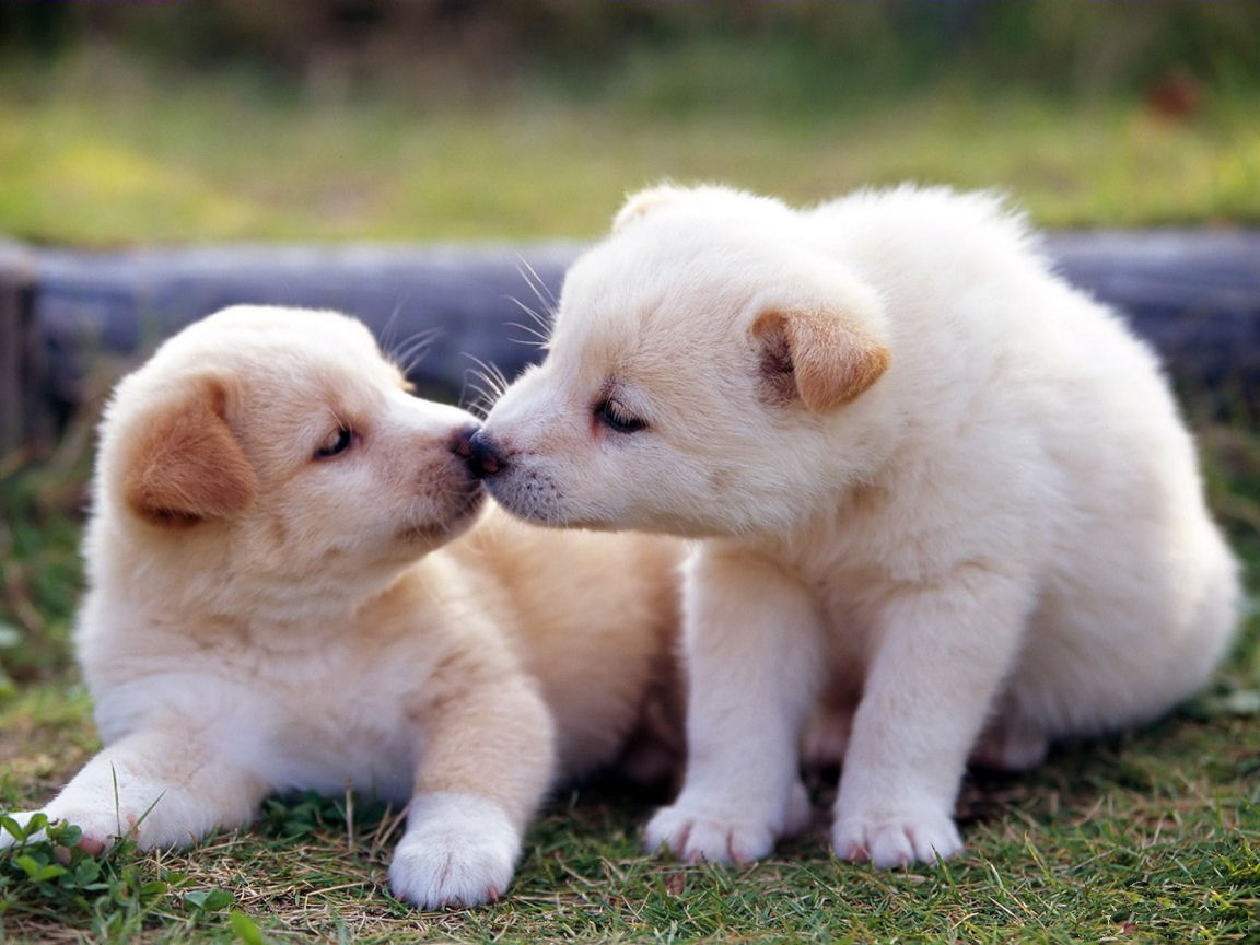 Cute Puppy Dog Wallpapers