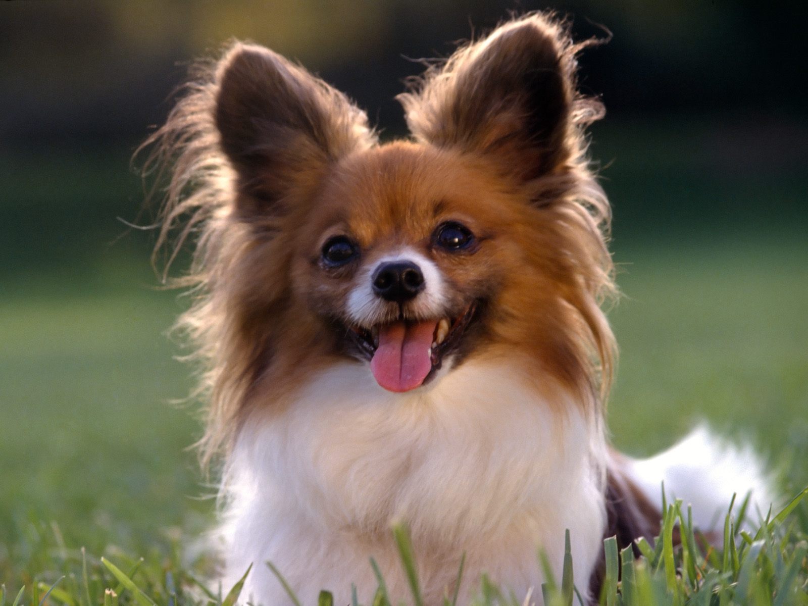 Cute Puppy Dog Wallpapers