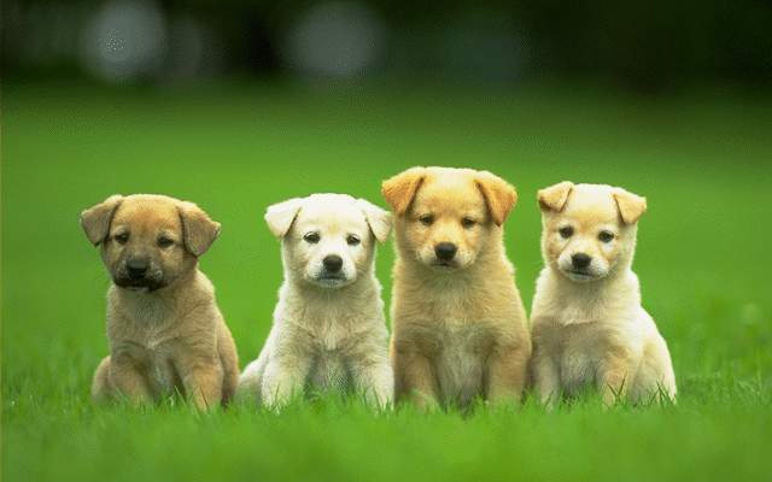 Cute Puppy Dog Wallpapers