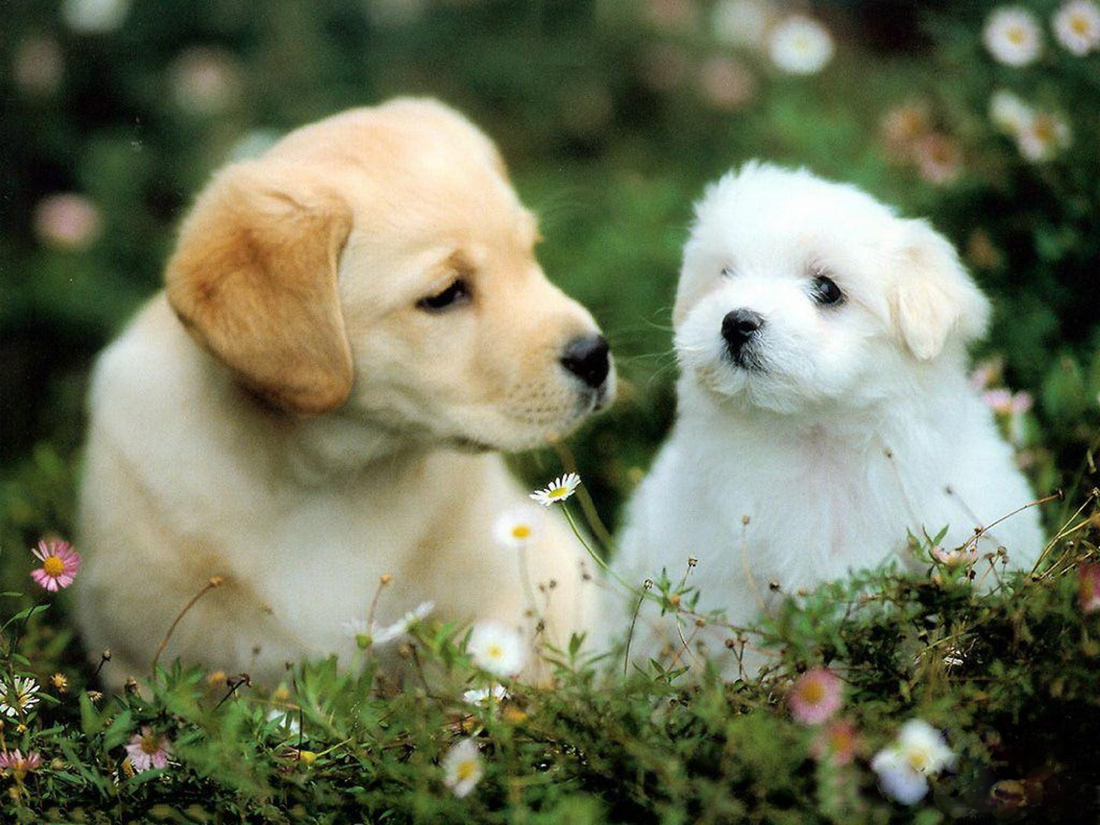 Cute Puppy Dog Wallpapers