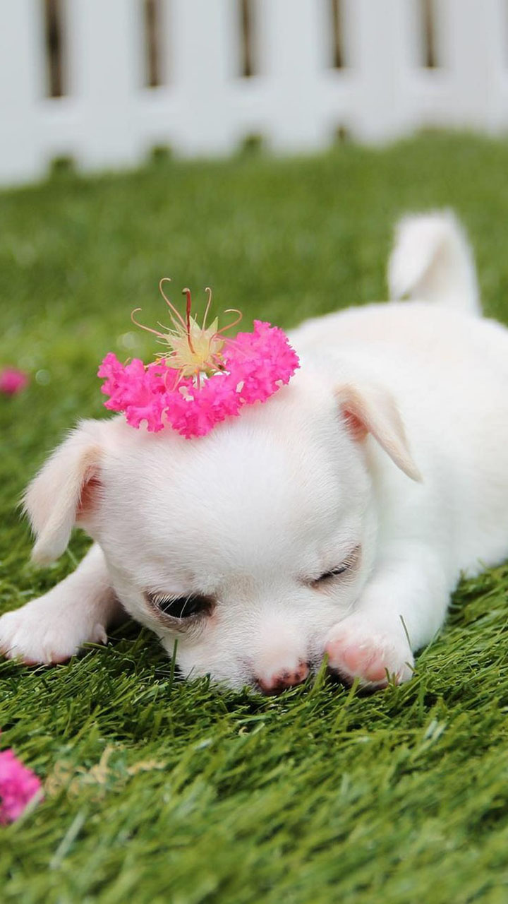 Cute Puppy Dog Wallpapers