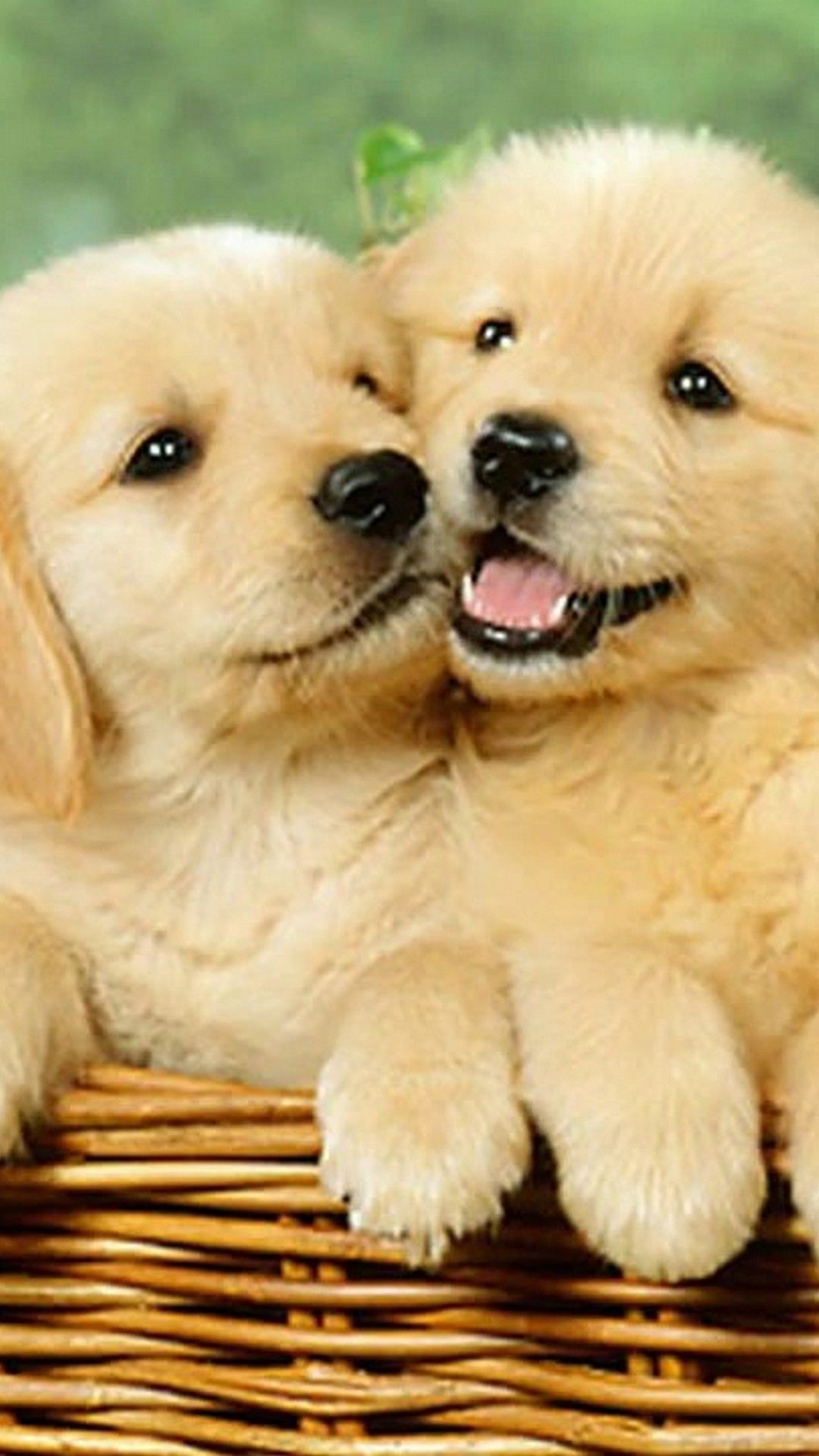 Cute Puppy Iphone Wallpapers