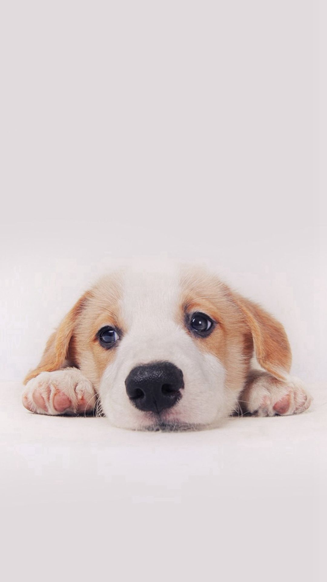 Cute Puppy Iphone Wallpapers