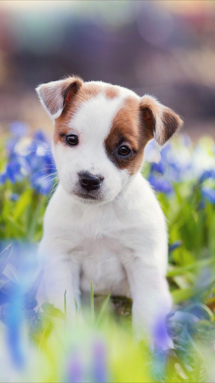 Cute Puppy Iphone Wallpapers