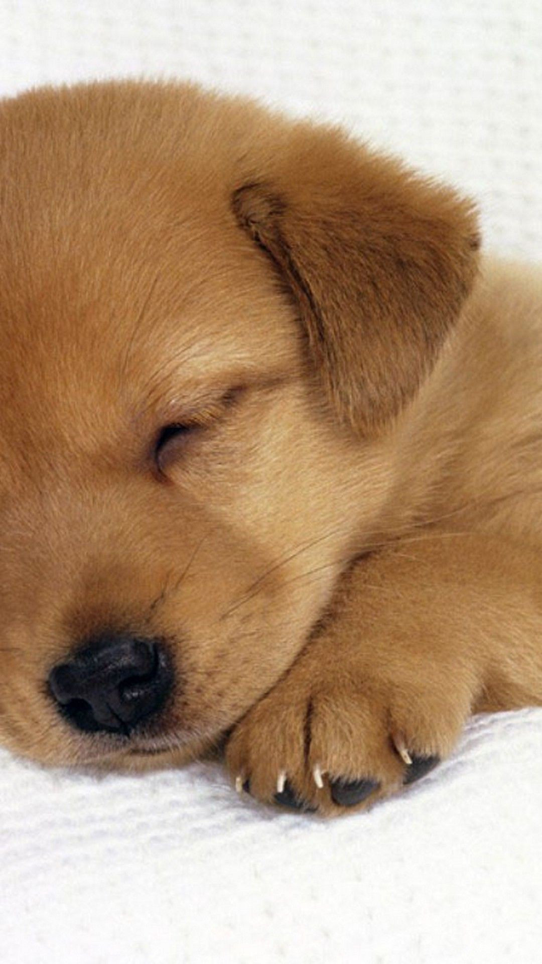 Cute Puppy Iphone Wallpapers