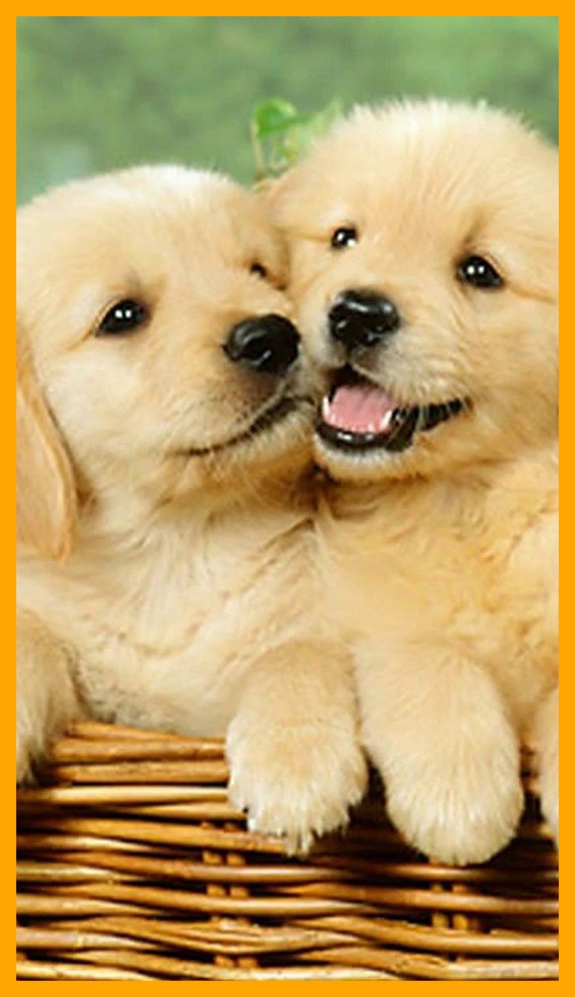 Cute Puppy Iphone Wallpapers