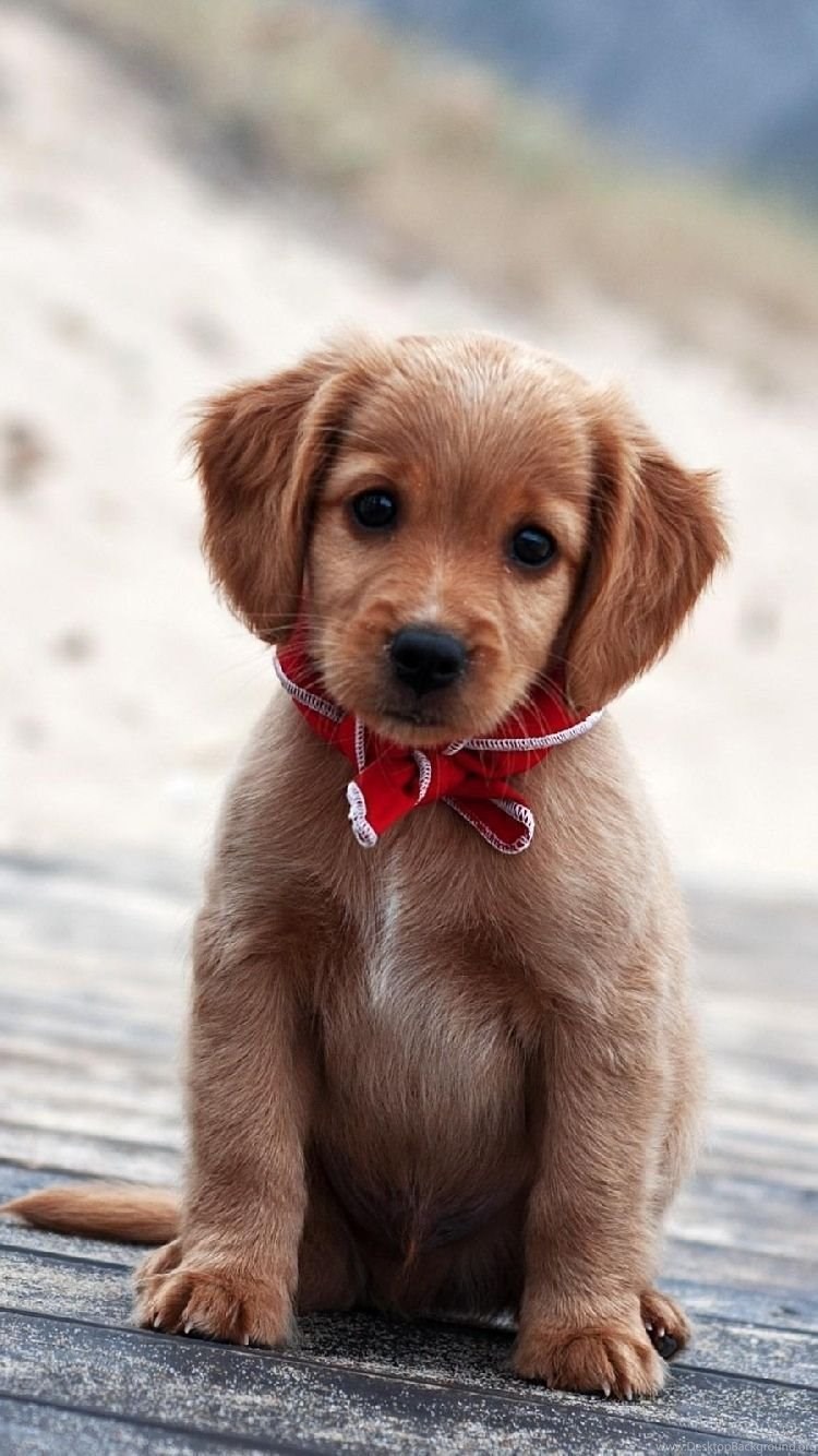 Cute Puppy Iphone Wallpapers