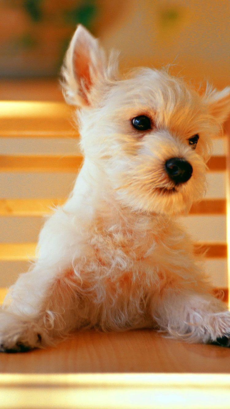 Cute Puppy Iphone Wallpapers