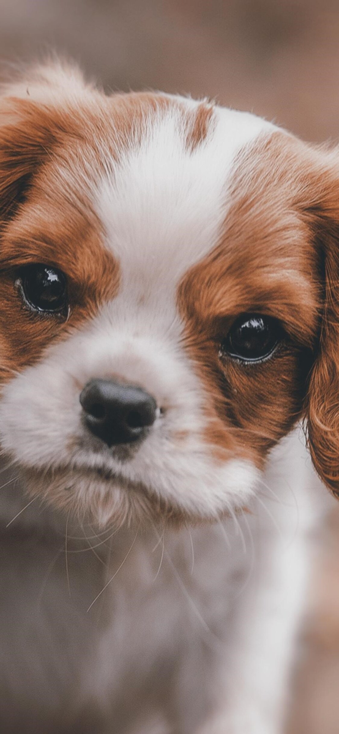 Cute Puppy Iphone Wallpapers