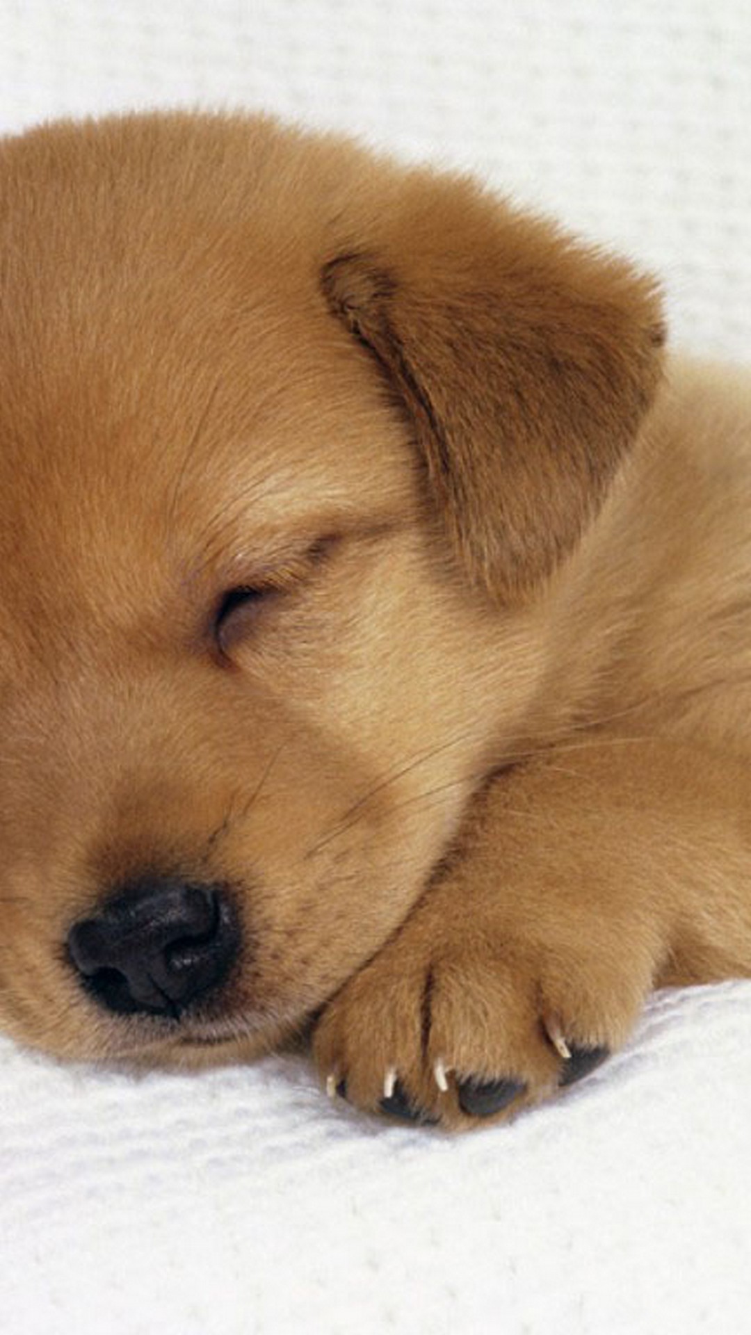 Cute Puppy Iphone Wallpapers