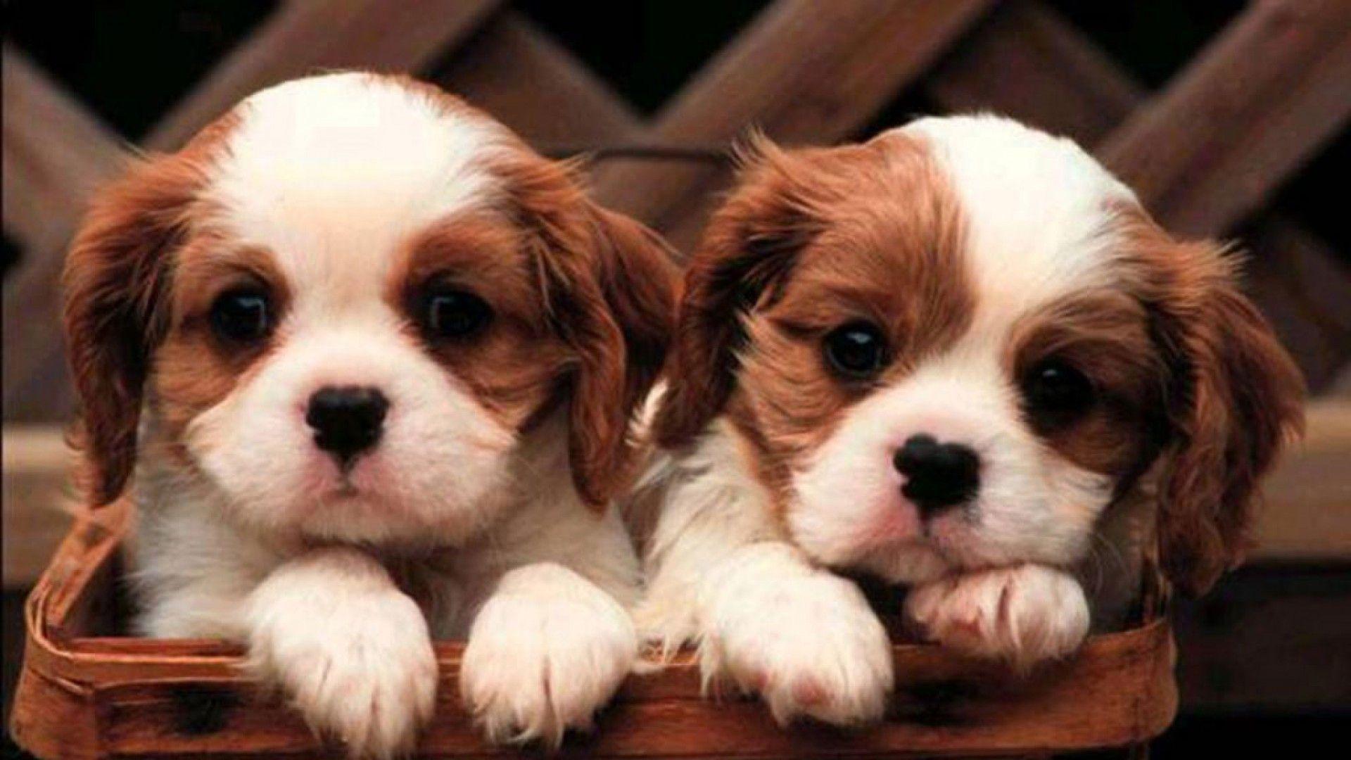 Cute Puppy Pictures For Wallpaper Wallpapers