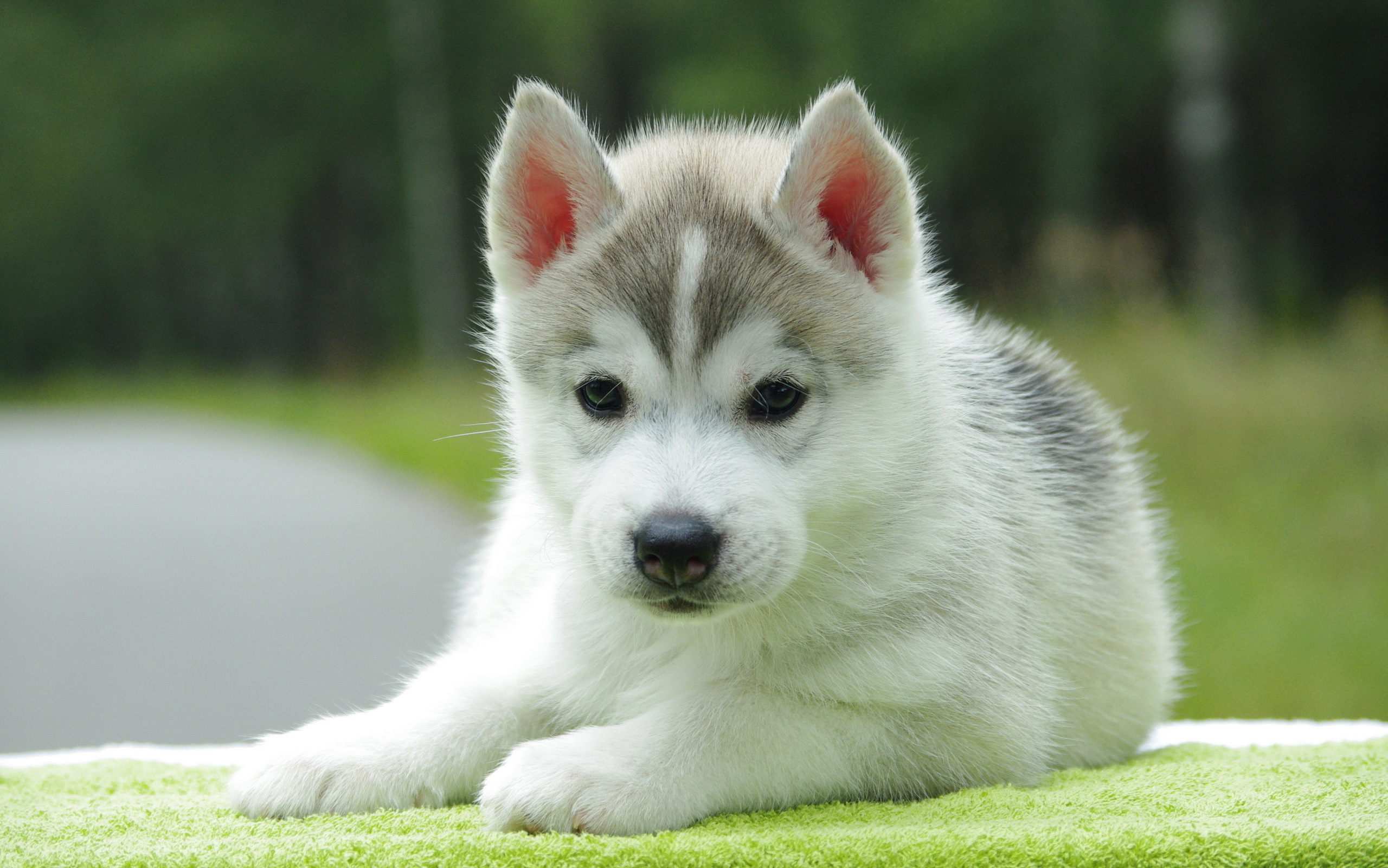 Cute Puppy Pictures For Wallpaper Wallpapers