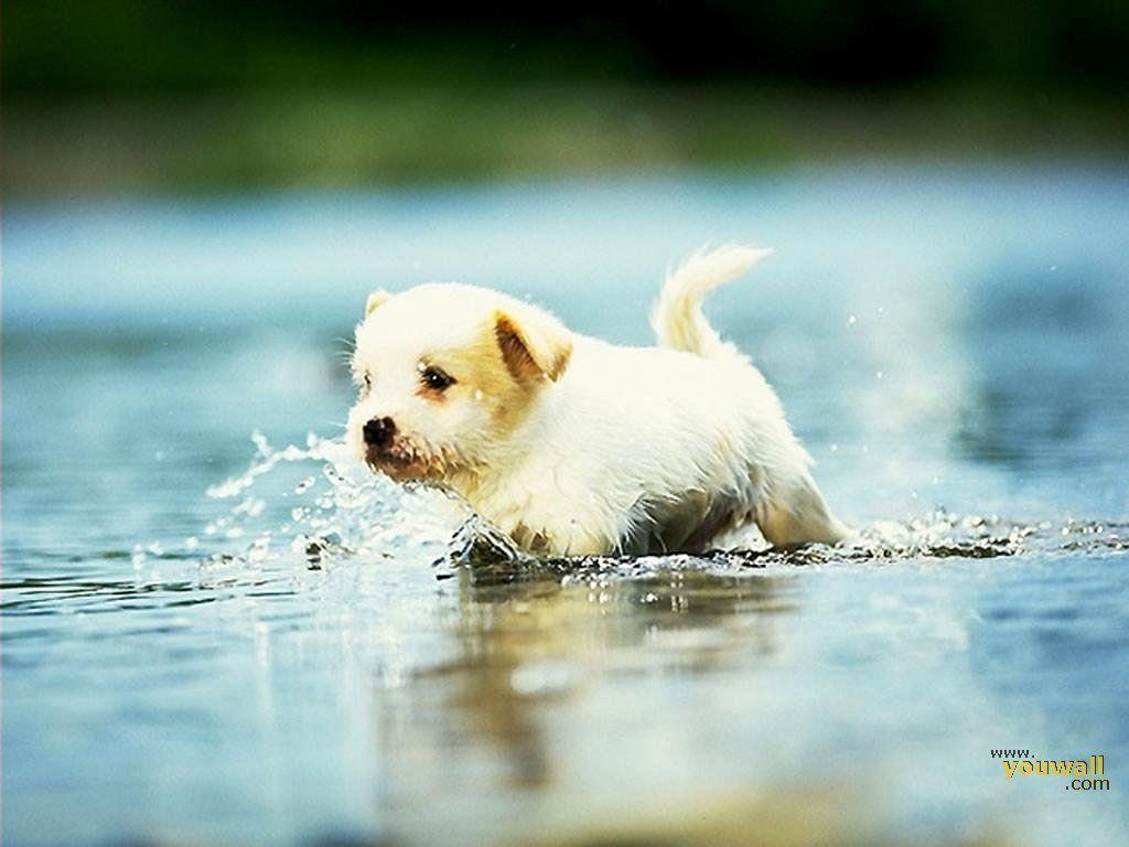 Cute Puppy Pictures For Wallpaper Wallpapers