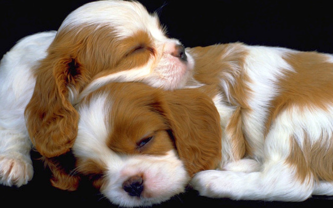 Cute Puppy Pictures For Wallpaper Wallpapers