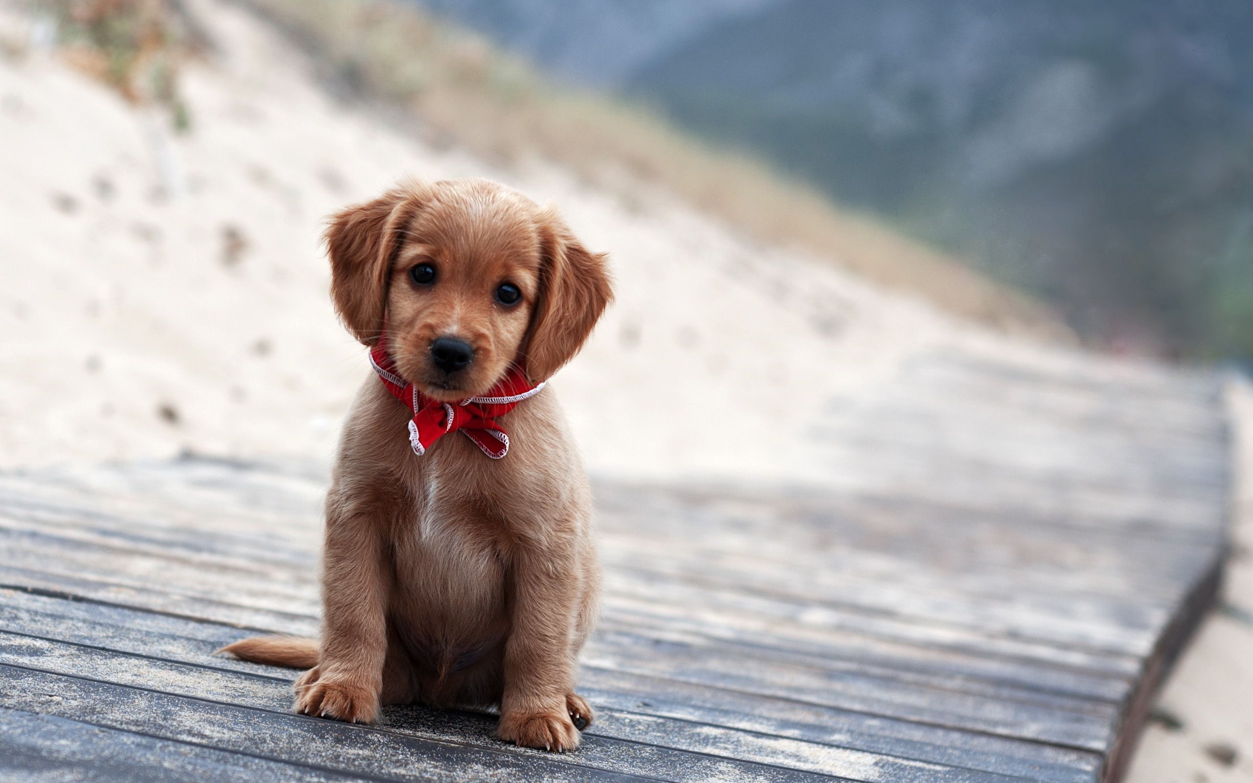 Cute Puppy Pictures Wallpapers