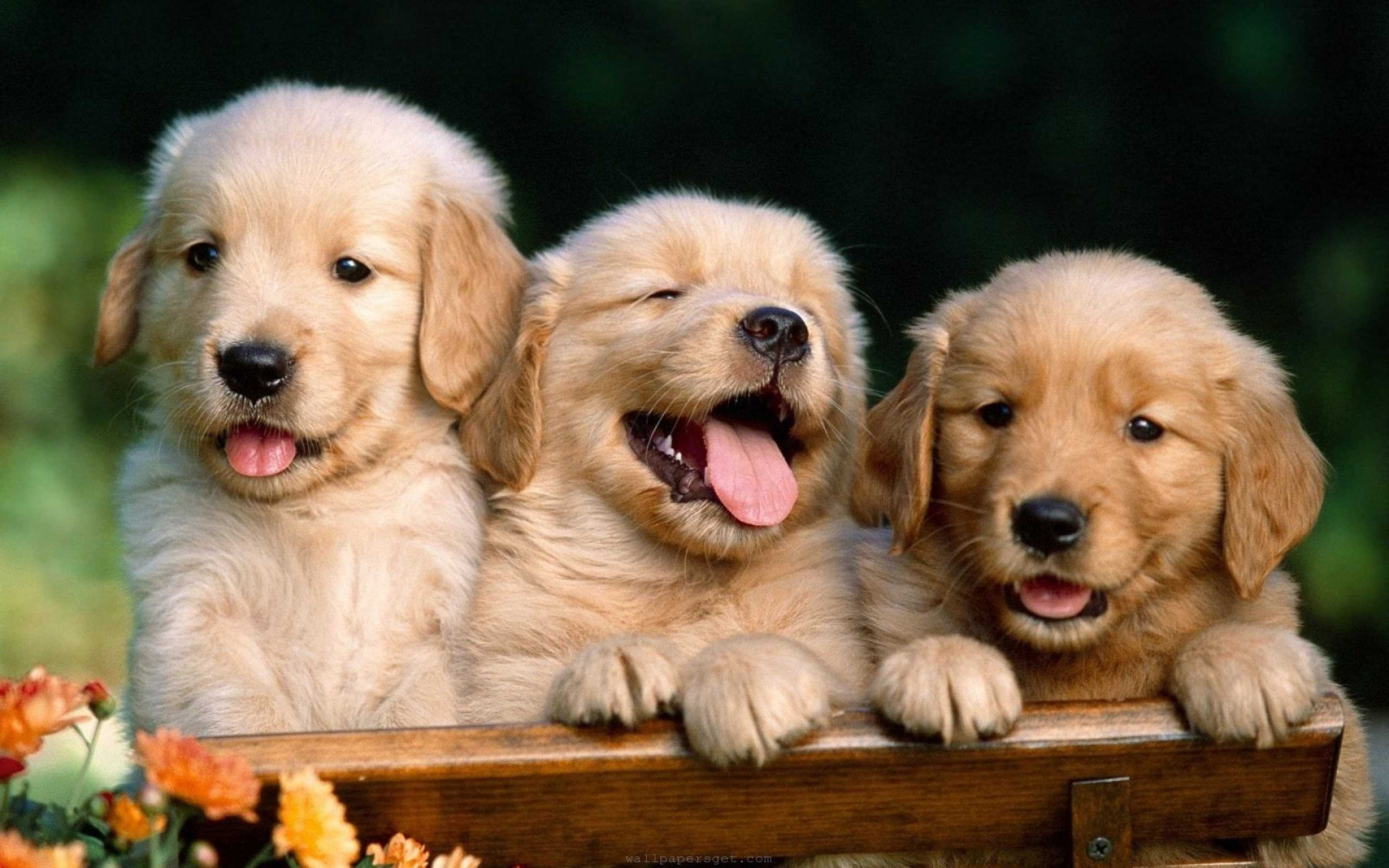 Cute Puppy Pictures Wallpapers