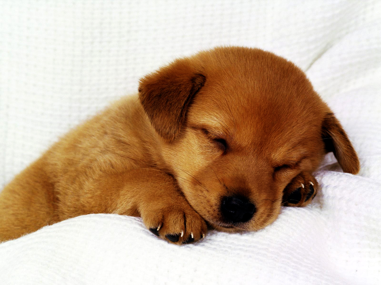 Cute Puppy Pictures Wallpapers
