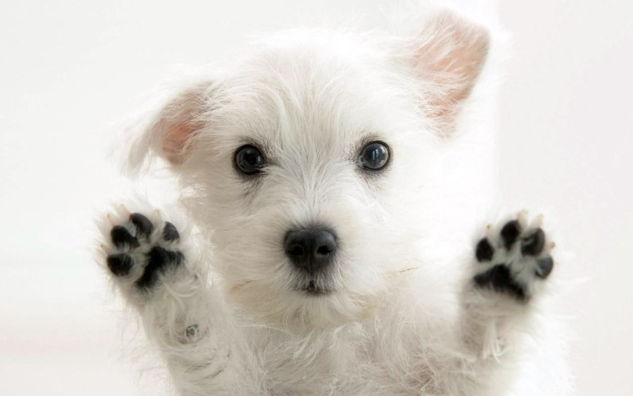 Cute Puppy Pictures Wallpapers